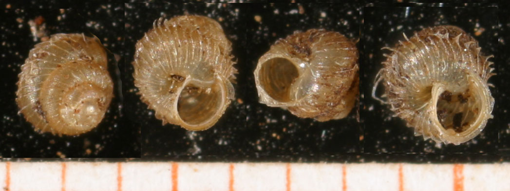 Acanthinula aculeata.jpg &copy; Snek01