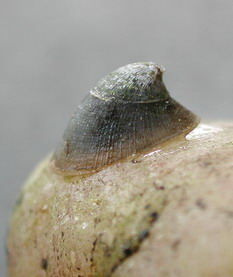 AF 40002 D Ancylus fluviatilis b.jpg &copy; Dodo67