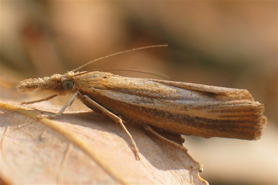 Agriphila tristella.jpg &copy; Svdmolen
