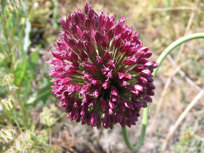 Allium sphaerocephalon.jpg &copy; Cookie