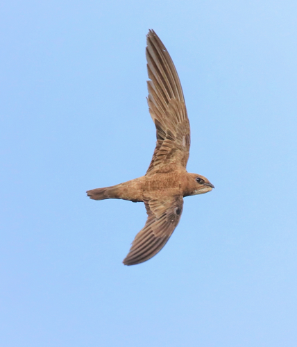 Alpine. Swift at kattampally.jpg &copy; Afsarnayakkan