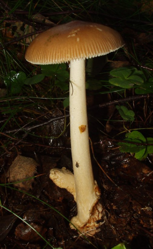 Amanita fulva lowpx.jpg &copy; Siebrand