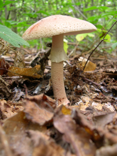 Amanita rubescens.JPG &copy; Archenzo