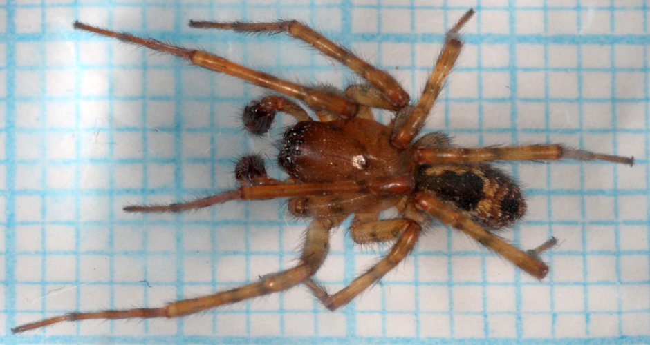 Amaurobius fenestralis-MF.JPG &copy; Magnefl