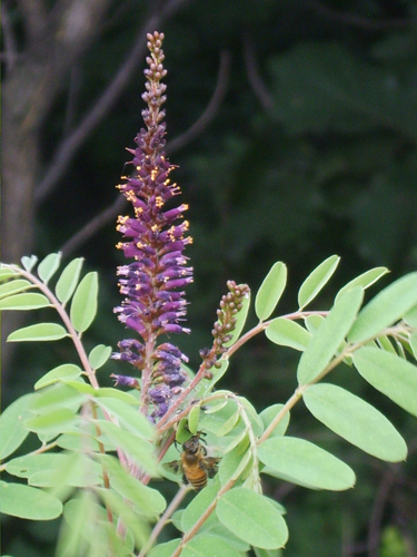 Amorpha fruticosa 05.JPG &copy; Dalgial