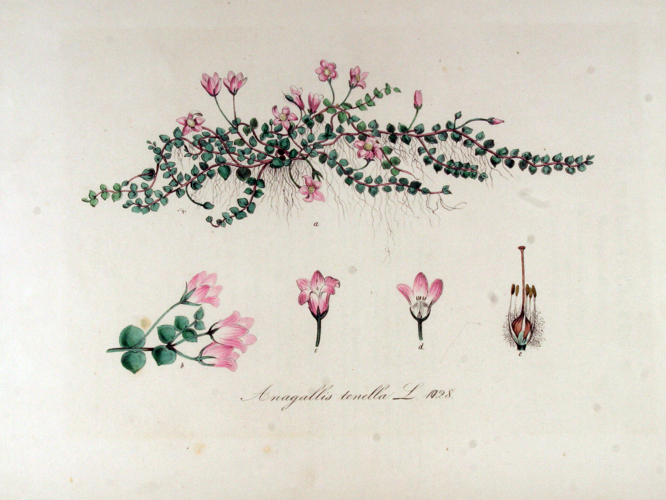 Anagallis tenella — Flora Batava — Volume v13.jpg &copy; Rotatebot