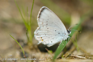  © E. SANSAULT - ANEPE Caudalis