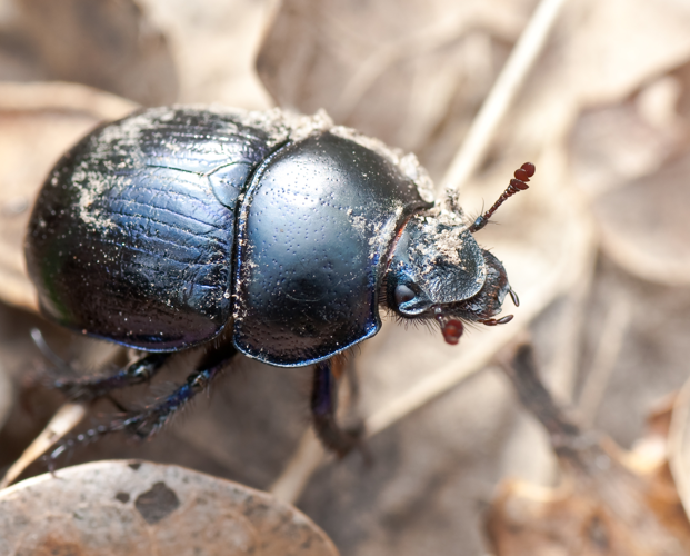 Anoplotrupes stercorosus 01 (MK).jpg &copy; Leviathan1983