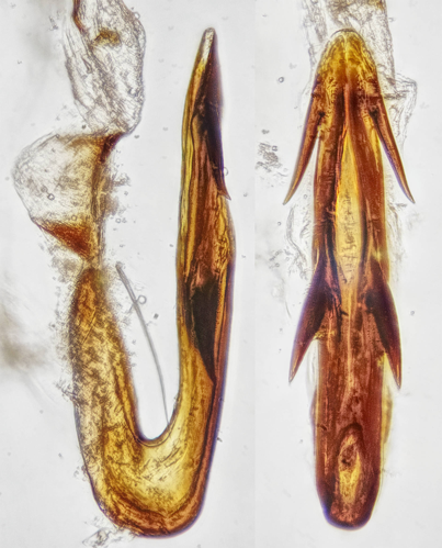 Anoscopus albifrons aedeagus (50157521703).jpg &copy; Netha Hussain