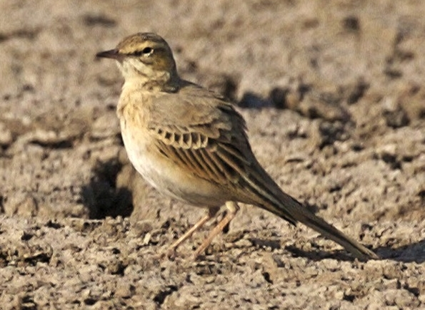 AnthusCampestris cropped.jpg &copy; Bogbumper