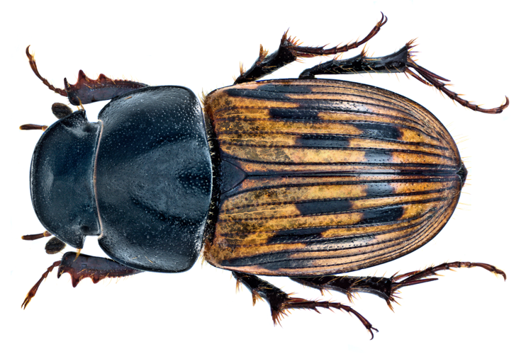 Aphodius (Acrossus) luridus (Fabricius, 1775) (15108549808).png &copy; Rudolphous