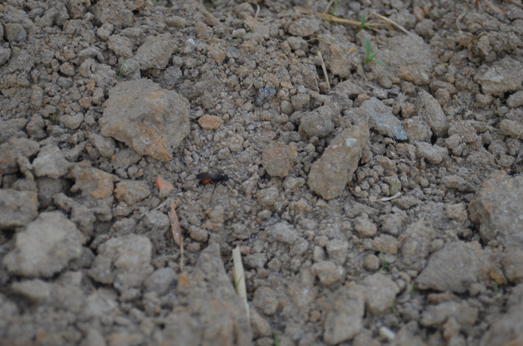 Arachnospila minutula.JPG &copy; Ycleymans