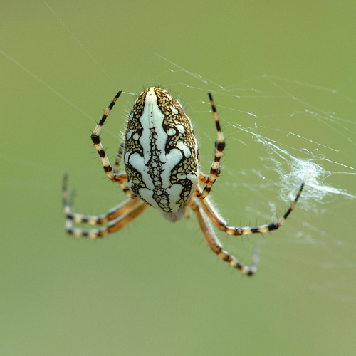 Araneus ceropegius fg01.jpg &copy; Bricktop