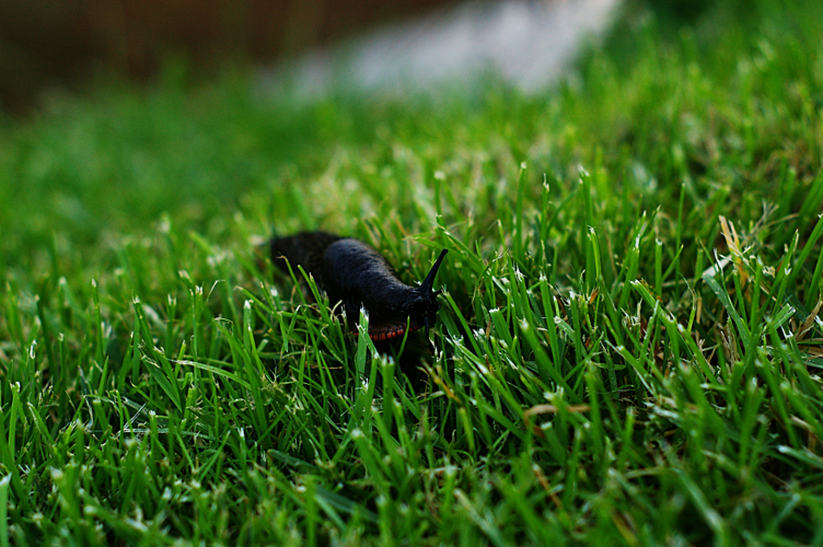 Arion hortensis.jpg &copy; Rbrausse