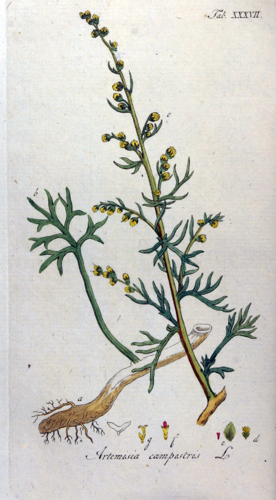 Artemisia campestris Ypey37.jpg &copy; Ayacop