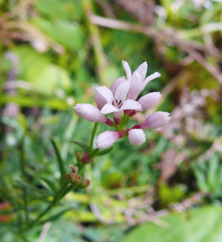 Asperula cynanchica 080907.jpg &copy; BerndH