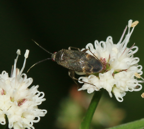 Atractotomus magnicornis - Flickr - S. Rae.jpg &copy; Josve05a