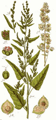 Atriplex hortensis cleaned Sturm.png &copy; Ayacop