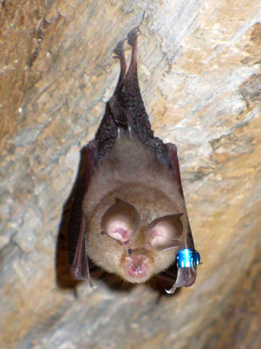 Bat(20070605).jpg &copy; A. C. Tatarinov
