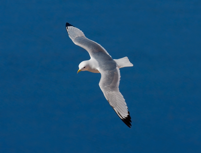 Black-legged-Kittiwake.jpg &copy; Merops