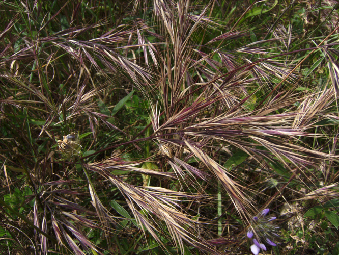 Bromus madritensis2473.JPG &copy; Victor M. Vicente Selvas