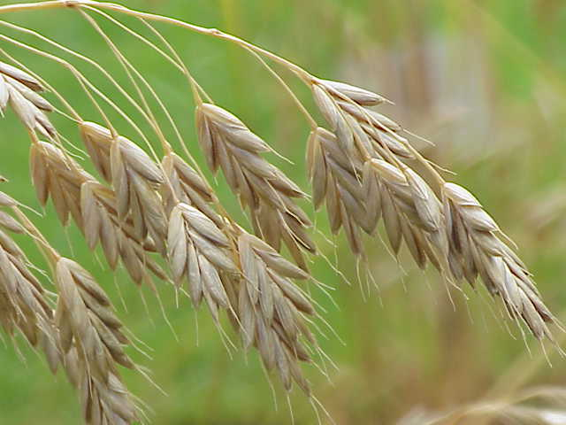 Bromus secalinus0.jpg &copy; Topjabot