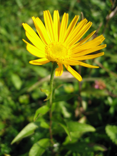 Buphthalmum salicifolium.jpg &copy; Tigerente