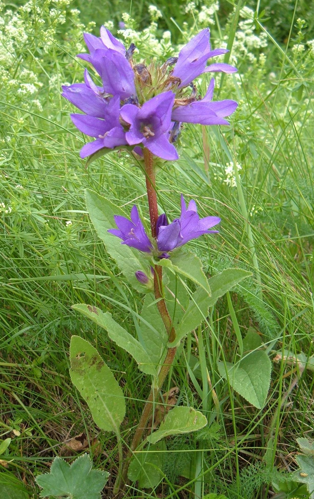 Campanula glomerata.JPG &copy; Skizzik