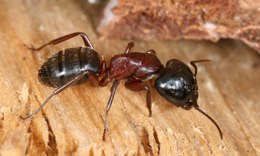 Camponotus sideview 2.jpg &copy; Makro Freak