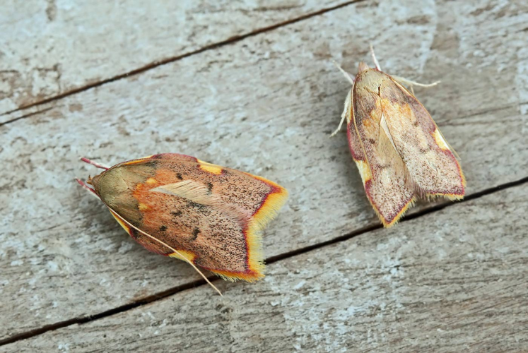 Carcina quercana.jpg &copy; Ruigeroeland