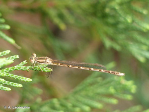  © A. Lacoeuilhe