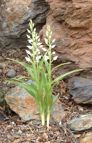 Cephalanthera longifolia seglea.jpg &copy; Seglea