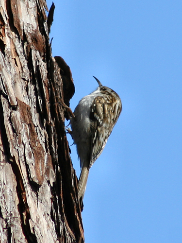 Certhia familiaris 01.jpg &copy; Jojo