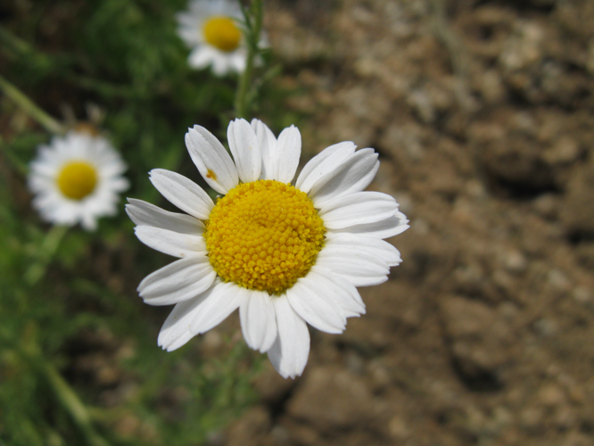 Chamaemelum nobile1.jpg &copy; KENPEI