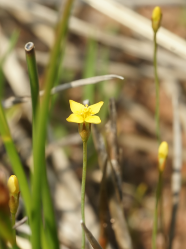 Cicendia filiformis (detail).jpg &copy; Biopics