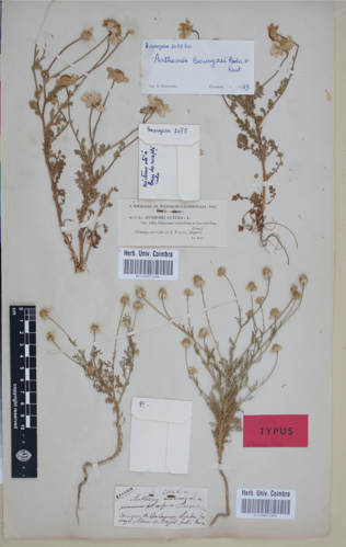 COI00037105 - Anthemis cotula var. microcephala - Costa y Cuxart, Antonio Cipriano - 99.jpg &copy; GoEThe