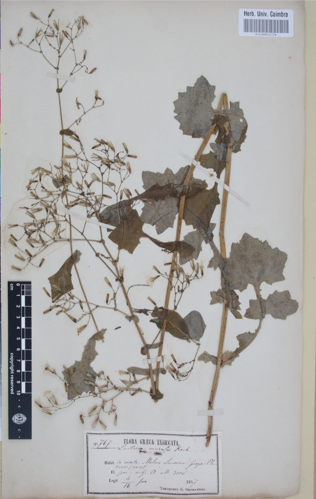 COI00041272 - Lactuca muralis - Orphanides, Theodoros Georgios - 767.jpg &copy; GoEThe