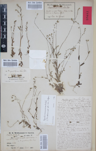 COI00047882 - Myosotis gracillima - Bernal, Francisco Loscos - s.n..jpg &copy; GoEThe