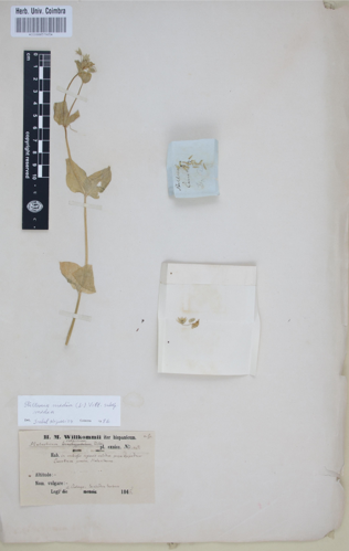 COI00057905 - Stellaria media ssp. media - Garca, Pablo Prolongo y - s.n..jpg &copy; GoEThe