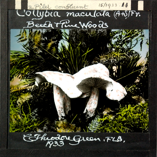 Collybia maculata - Theodore Green - 15 1933 11.jpg &copy; NowMesPetits