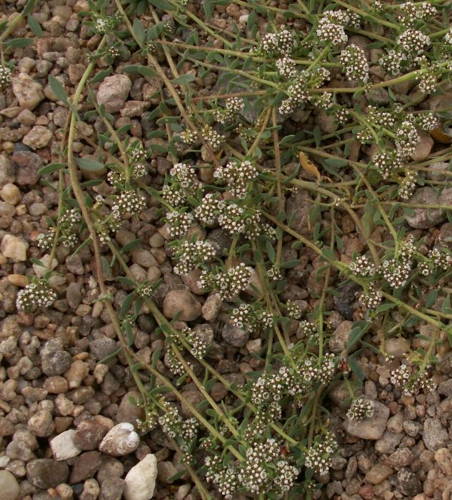 Corrigiola littoralis 2.jpg &copy; Aroche