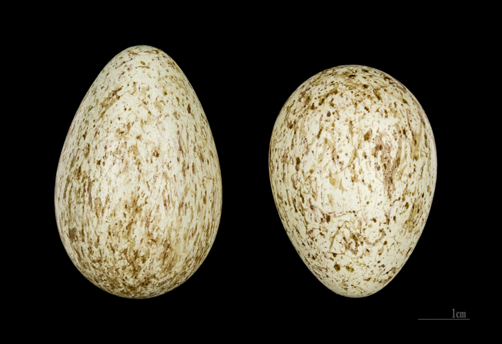 Corvus corax tingitanus MHNT 232 HdB Djebel Messaad Algerie.jpg &copy; Archaeodontosaurus
