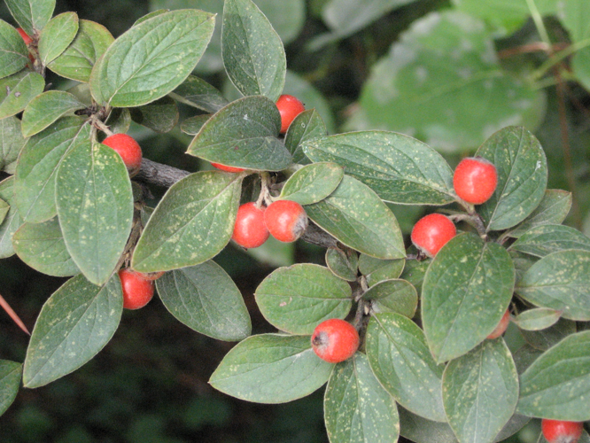 Cotoneaster franchetii 2.jpg &copy; Cillas