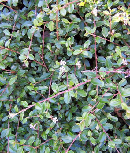 Cotoneaster horizontalis.JPG &copy; Dysmorodrepanis