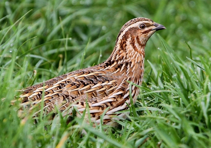 Coturnix coturnix, Fraunberg, Bayern, Deutschland 2, Ausschnitt.jpg &copy; JMK