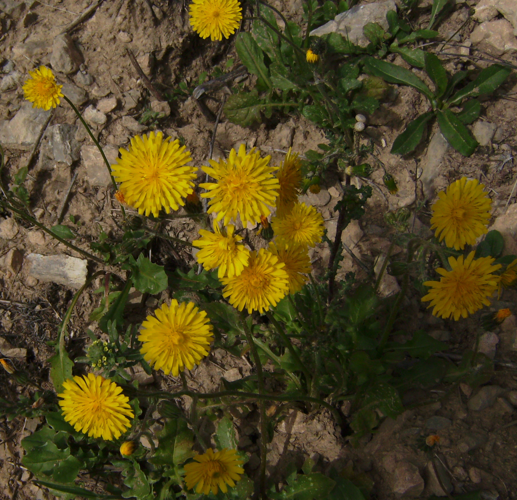 Crepis sancta1.JPG &copy; Victor M. Vicente Selvas