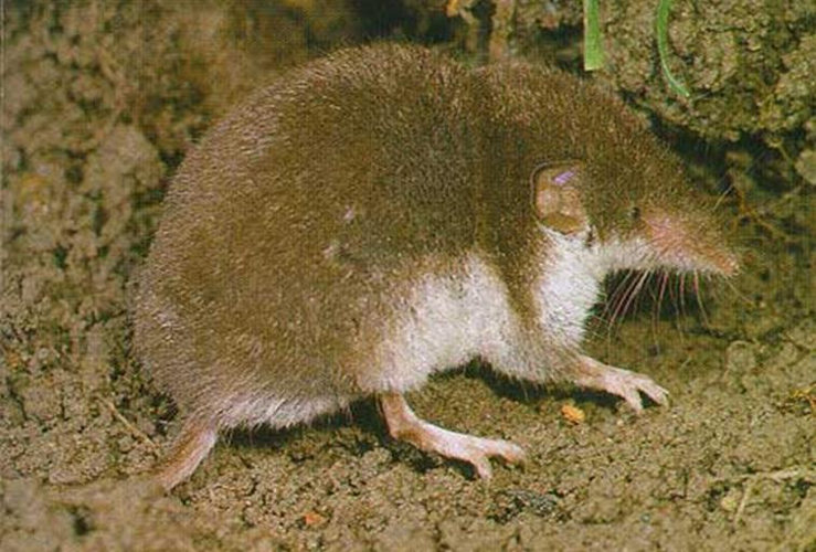 Crocidura leucodon.JPG &copy; Dodoni~commonswiki