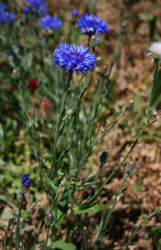 Cyanus segetum 1.jpg &copy; Franz Xaver