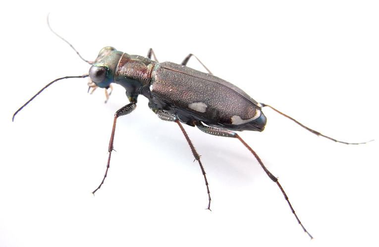 Cylindera germanica side.JPG &copy; Siga