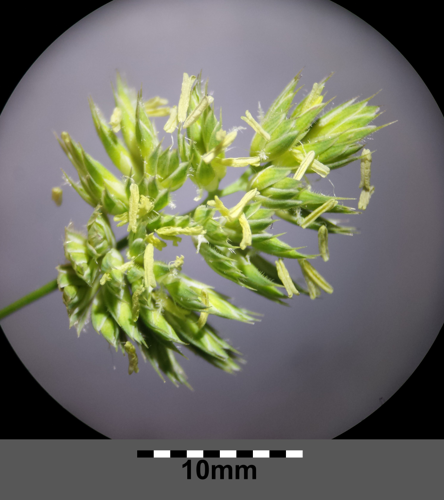 Dactylis glomerata subsp. glomerata sl2.jpg &copy; Stefan.lefnaer
